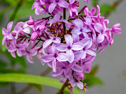 Syringa vulgaris, the lilac or common lilac, is a species of flowering plant in the olive family, Oleaceae. Native to the Balkan Peninsula, it is widely cultivated for its scented flowers in Europe an