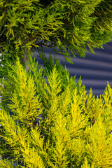 Fototapeta premium Lemon cypress are slow growers but you can prune as desired for shape and size. USDA zones 7-10. Mature Size: 10-15′ Fun Facts Uses: The leaves have a distinct fresh lemony smell when crushed. Notes