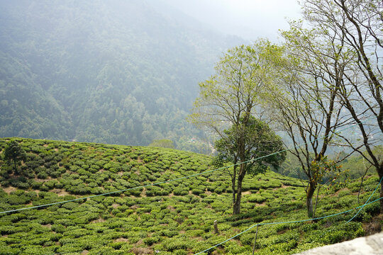 Scenic view of terraced tea gardens on a misty mountain slope under a hazy sky at Darjeeling