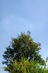 Fototapeta premium A tree with green leaves stands tall against a clear blue sky with some grass in the foreground on a sunny day outside