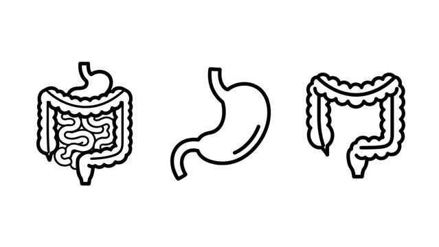 Human digestive system anatomy icons including stomach intestine and colon medical illustration with intestine digestive healthcare gastrointestinal digestion wellness hospital diagnosis