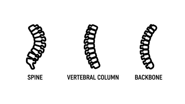 Human anatomy spine vertebral column and backbone medical diagrams illustrating spinal structure with vertebral backbone skeletal vertebrae skeleton medicine structure healthcare orthopedic