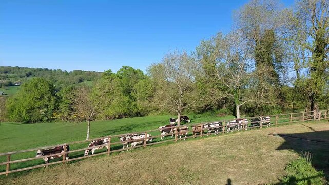 paysage normand avec des vaches