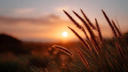 Naklejka premium Feathery grass plumes bathed in the soft warm light of a golden hour sunset against a glowing sky