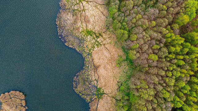 Top-down aerial photograph showing a lake shoreline where dark water meets a belt of dry golden reeds and a dense deciduous forest with fresh green spring colors, highlighting natural textures and col
