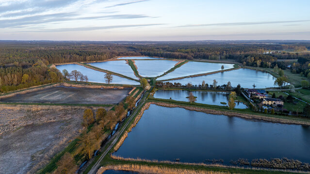 High angle aerial view of a fish farm complex with geometric ponds separated by narrow dikes, surrounded by lush green forests and rural fields during sunset golden hour light.