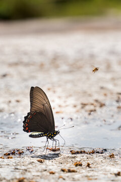 Mariposas