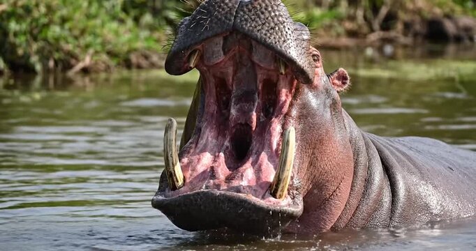 Large hippopotamus opens its mouth wide in a river during the day