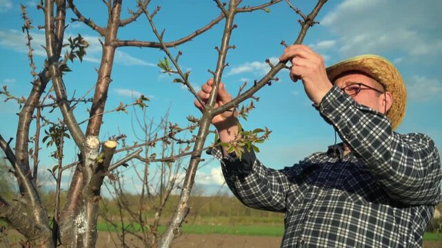 Gardener in straw hat inspects tree branches, carefully pruning and examining new growth in a sunny outdoor setting surrounded by farmland