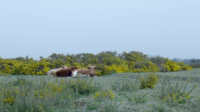 Domestic cows lying down in a green pasture with yellow gorse flowers