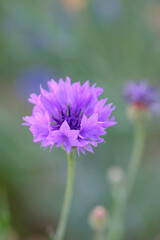 Fototapeta premium purple flower in the garden