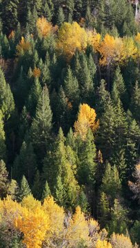 Vibrant Autumn Forest Canopy in British Columbia, Canada with Yellow and Green Trees