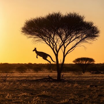 Silhouette of a kangaroo jumping under an acacia tree in the australian outback sunset