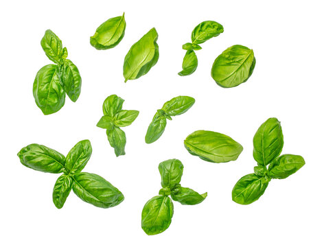 Fresh green basil leaves isolated background, top view collection with clean cutout for cooking design, food branding and templates