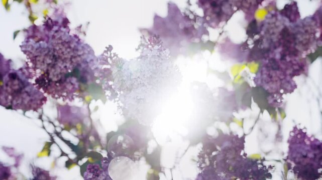 Gros plan de fleurs ensoleill&eacute;s au printemps
