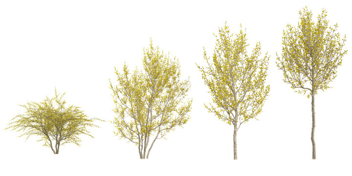 Collection of cornus plants on transparent background