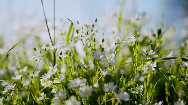 Gros plan de fleurs ensoleill&eacute;s au printemps