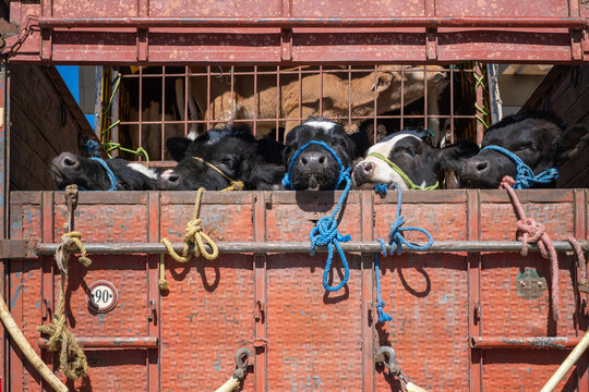 close up of  calves with heads tied tightly with ropes peer from a crowded rusty red truck in rural Morocco highlighting the harsh reality of animal cruelty and inhumane livestock transport