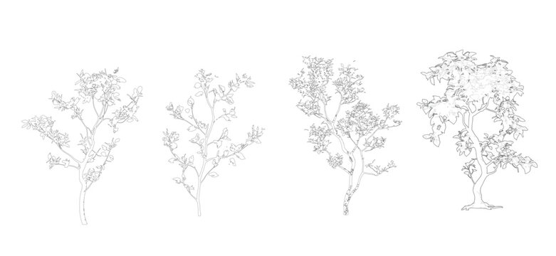 CAD Trees Elevation View, Architectural Tree Set for AutoCAD Landscape Drawings