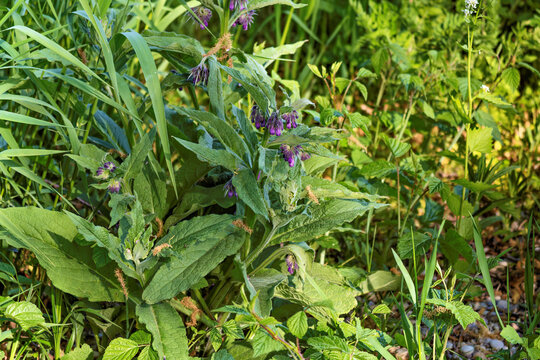 Flowering comfrey in nature