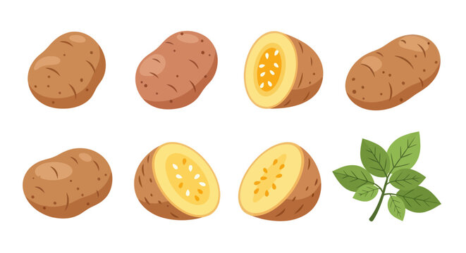 Various potatoes illustration