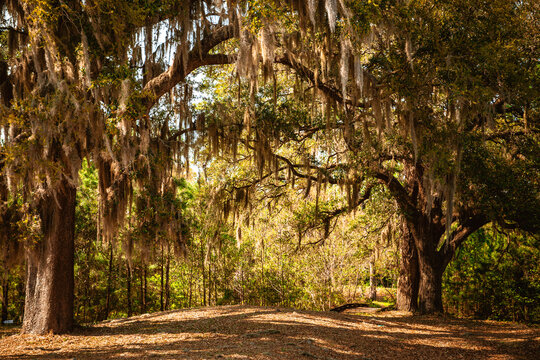 Live Oak Trees with Spanish Moss Canopy Hilton Head South Carolina Scenic Landscape