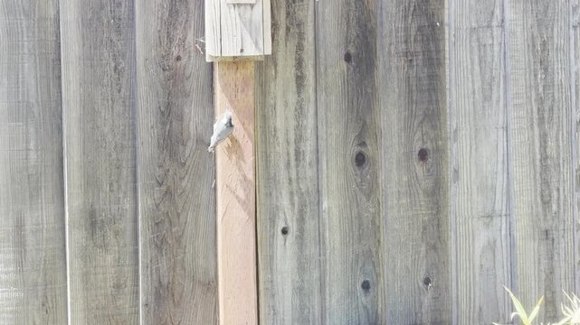 Nuthatch parent seems to guard its nest from onlooker