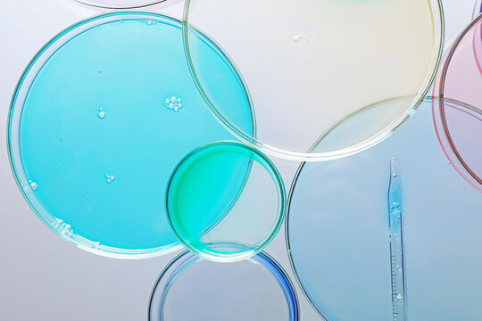 Biochemistry. Petri dishes with samples and pipette on light table, top view