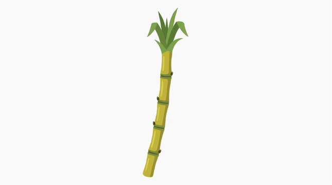 A lone stalk of sugarcane stands tall, showcasing its natural form with vibrant green leaves and segmented stem, illustrating the beauty of this agricultural product.