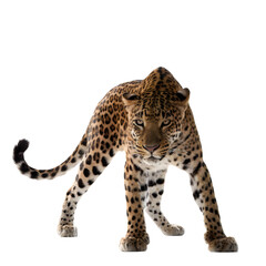 Fototapeta premium A fierce spotted leopard standing and looking at the camera isolated on transparent background