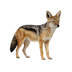 Obraz premium Full body standing black backed jackal side view isolated on transparent background
