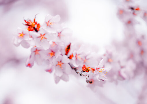 Soft pink cherry blossoms blooming in Toronto during springtime, captured in a dreamy close-up with delicate petals and pastel bokeh background.
