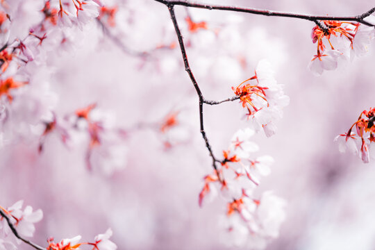 Soft pink cherry blossoms blooming in Toronto during springtime, captured in a dreamy close-up with delicate petals and pastel bokeh background.
