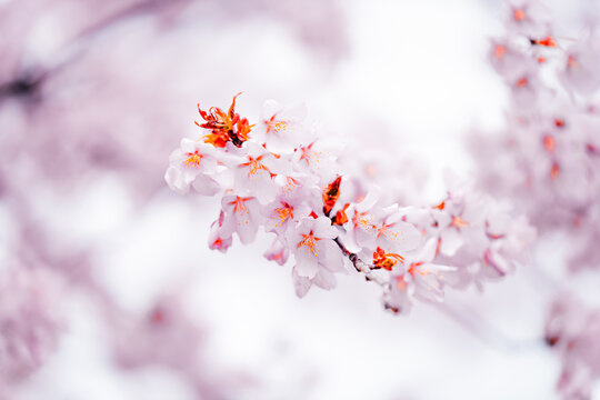 Soft pink cherry blossoms blooming in Toronto during springtime, captured in a dreamy close-up with delicate petals and pastel bokeh background.
