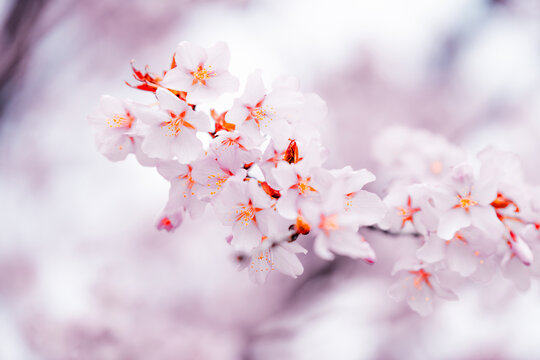 Soft pink cherry blossoms blooming in Toronto during springtime, captured in a dreamy close-up with delicate petals and pastel bokeh background.
