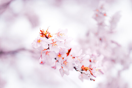 Soft pink cherry blossoms blooming in Toronto during springtime, captured in a dreamy close-up with delicate petals and pastel bokeh background.
