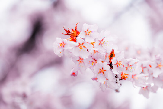 Soft pink cherry blossoms blooming in Toronto during springtime, captured in a dreamy close-up with delicate petals and pastel bokeh background.
