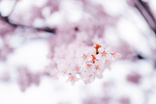 Soft pink cherry blossoms blooming in Toronto during springtime, captured in a dreamy close-up with delicate petals and pastel bokeh background.
