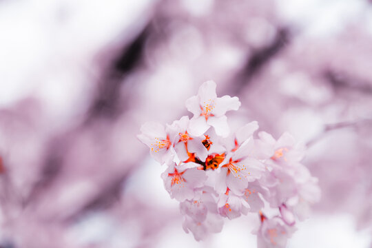 Soft pink cherry blossoms blooming in Toronto during springtime, captured in a dreamy close-up with delicate petals and pastel bokeh background.
