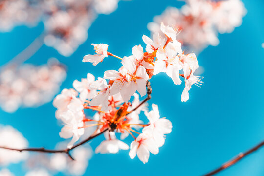 Soft pink cherry blossoms blooming in Toronto during springtime, captured in a dreamy close-up with delicate petals and pastel bokeh background.
