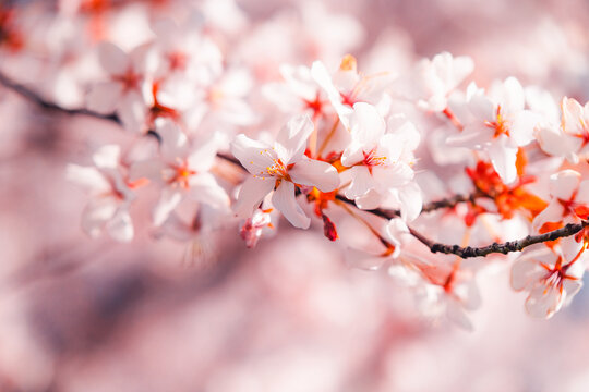 Soft pink cherry blossoms blooming in Toronto during springtime, captured in a dreamy close-up with delicate petals and pastel bokeh background.
