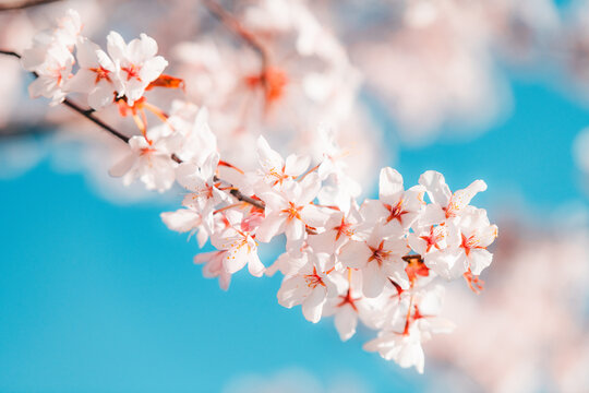 Soft pink cherry blossoms blooming in Toronto during springtime, captured in a dreamy close-up with delicate petals and pastel bokeh background.
