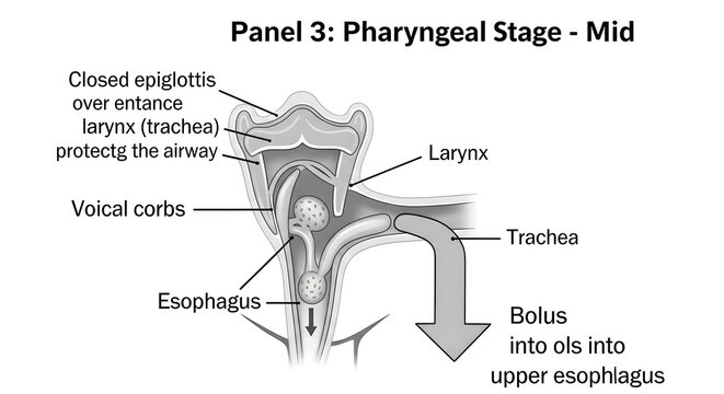 Pharyngeal stage of swallowing mechanism showing bolus movement through throat.