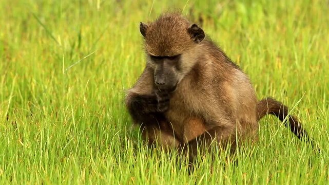 chacma, Papio ursinus, baboon in search of edibles 3