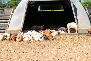 Close-up of curious piglets on a free-range farm in the Suffolk countryside, UK, captured from a low angle in bright natural sunlight, showcasing rural agriculture and animal husbandry. © Ryan