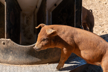 Close-up of curious piglets on a free-range farm in the Suffolk countryside, UK, captured from a low angle in bright natural sunlight, showcasing rural agriculture and animal husbandry. © Ryan