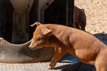 Close-up of curious piglets on a free-range farm in the Suffolk countryside, UK, captured from a low angle in bright natural sunlight, showcasing rural agriculture and animal husbandry. © Ryan