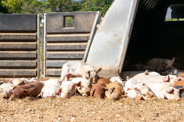 Close-up of curious piglets on a free-range farm in the Suffolk countryside, UK, captured from a low angle in bright natural sunlight, showcasing rural agriculture and animal husbandry. © Ryan