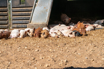 Close-up of curious piglets on a free-range farm in the Suffolk countryside, UK, captured from a low angle in bright natural sunlight, showcasing rural agriculture and animal husbandry. © Ryan