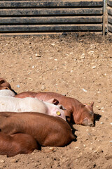 Close-up of curious piglets on a free-range farm in the Suffolk countryside, UK, captured from a low angle in bright natural sunlight, showcasing rural agriculture and animal husbandry. © Ryan